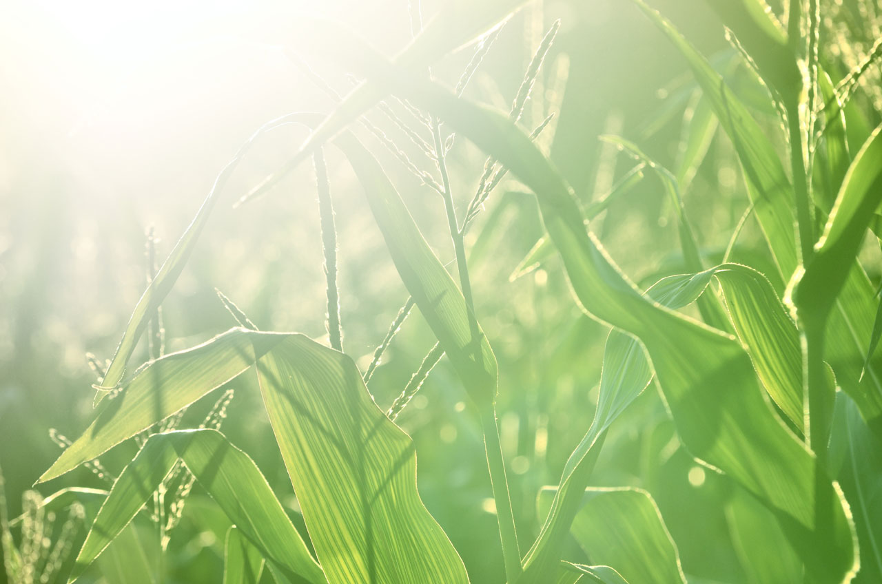 nature-green-leaves